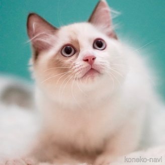 販売中の東京都のラグドール-114593の13枚目